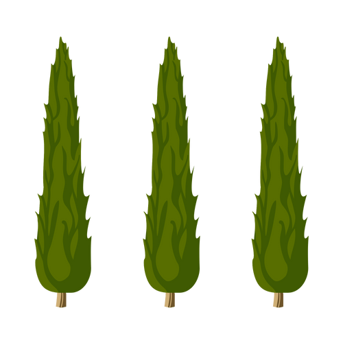 Italian Cypress