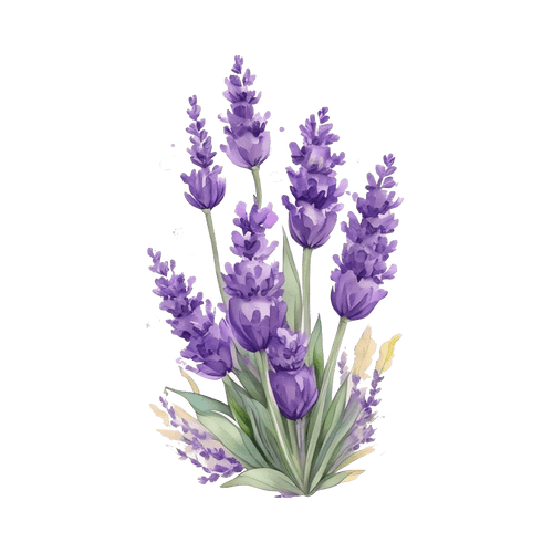 Italian Lavender
