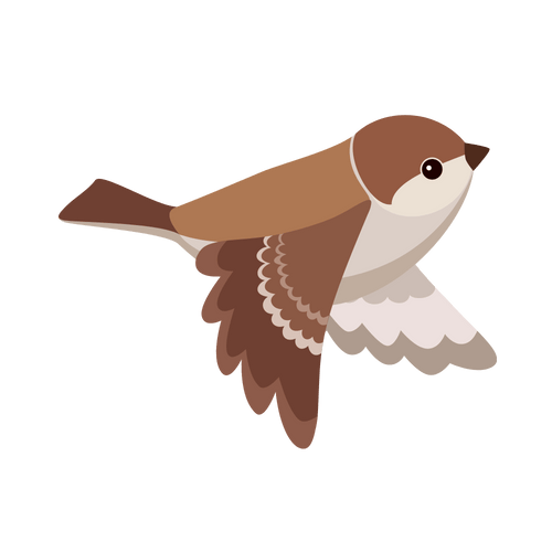 Italian Sparrow