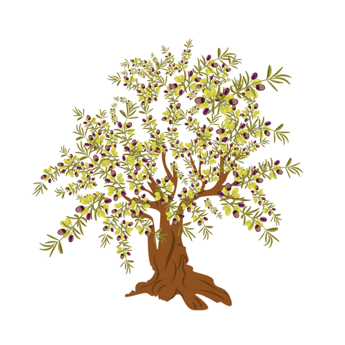 Olive Tree